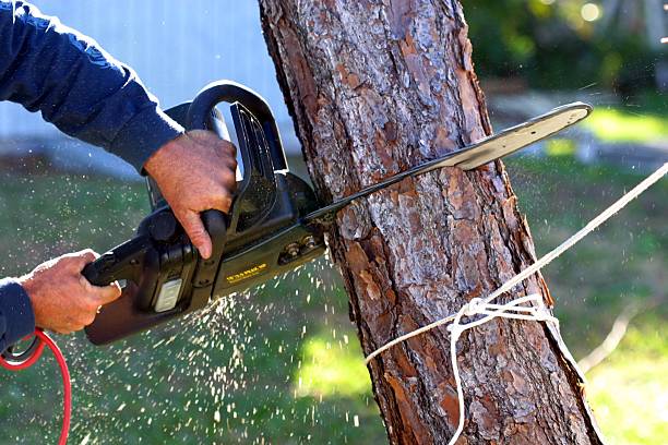 Best Palm Tree Trimming  in Virginia Gardens, FL